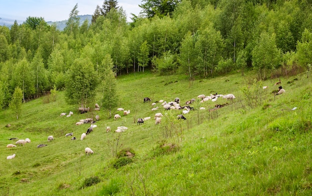 山の牧草地の羊