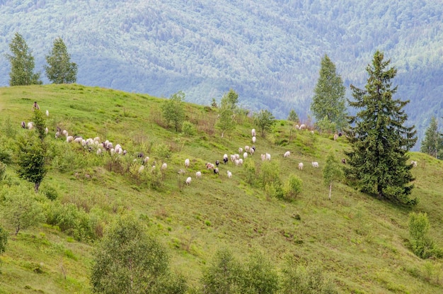 Photo sheep in the pasture in the mountains