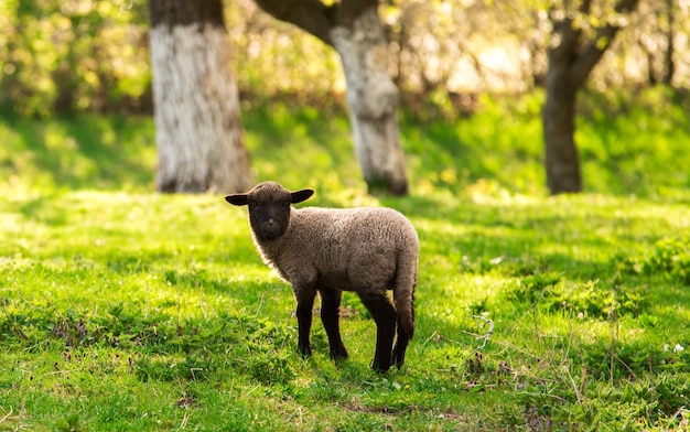 Sheep on pasture. Spring, Farmhouse.