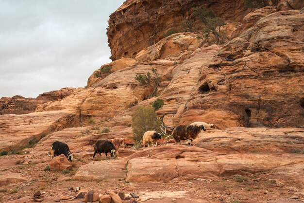 The sheep of Petra