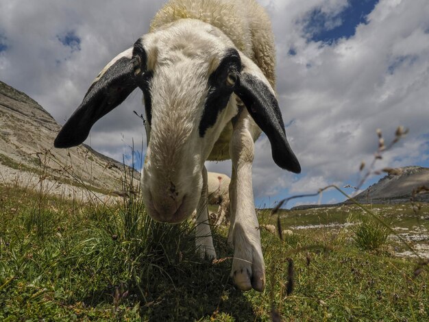 ドロミテ山脈の背景パノラマの羊の肖像画