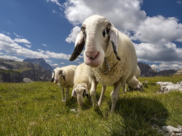 Sheep portrait on dolomites mountains background