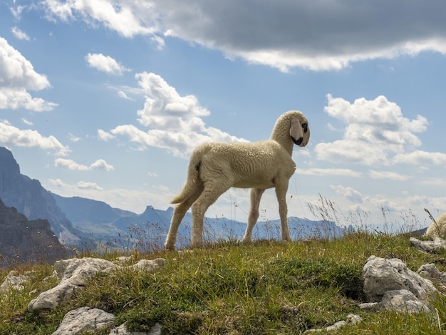 Sheep portrait on dolomites mountains background