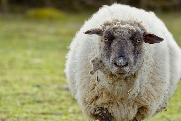 Ritratto di pecore pecore non tosate in un campo primaverile pecore che guardano alla telecamera che coltivano il concetto di pascolo libero