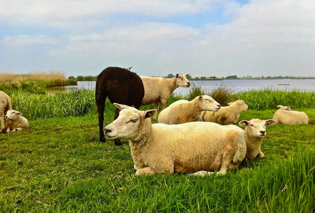 Sheep relaxing in a field