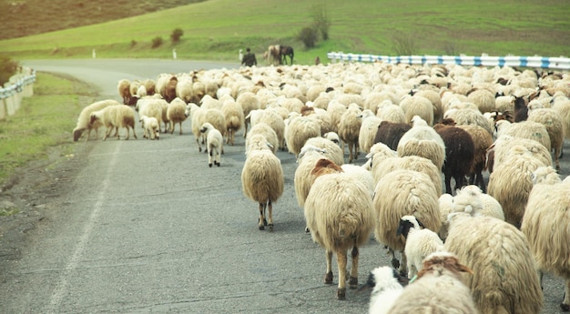 Sheep on a road at Armenia