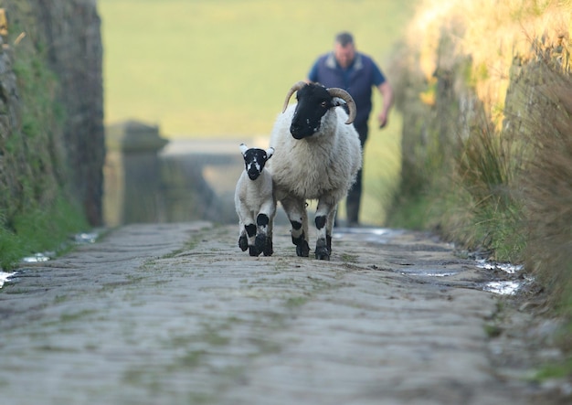 Sheep on road