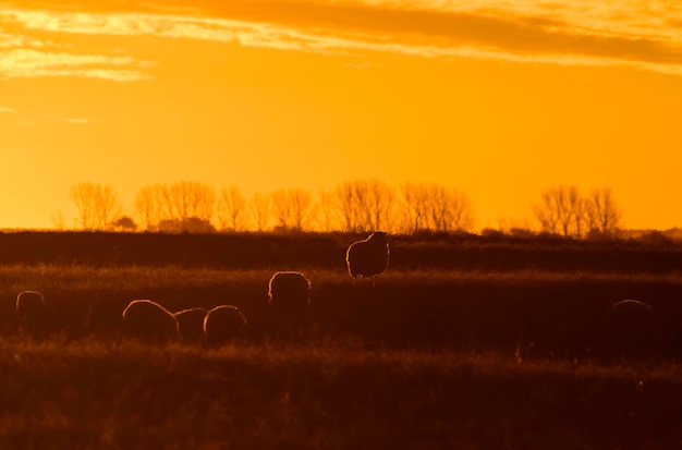 Sheep in rural sunset landscapePatagoniaArgentina