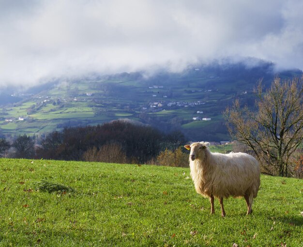 Sheep Sheep grazing in Zizurkil Euskadi