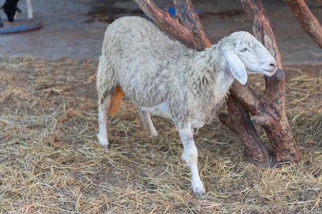 羊。自然の中で羊。牧草地で羊。羊の飼育屋外で飼育する羊。