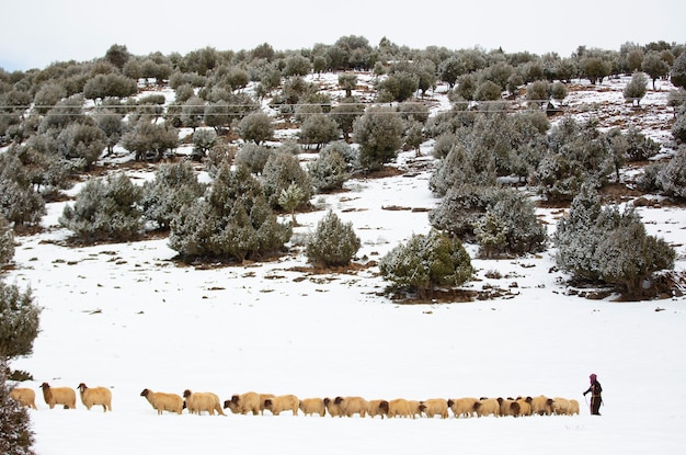 Sheep shepherd in Atlas Mountains Morocco