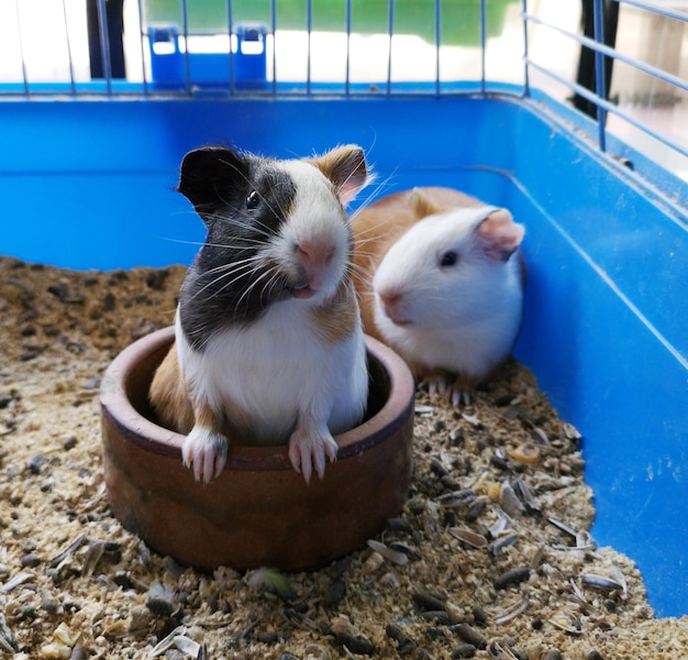 Sheep sitting in cage