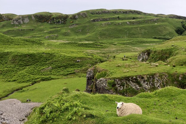 Photo sheep sitting on field