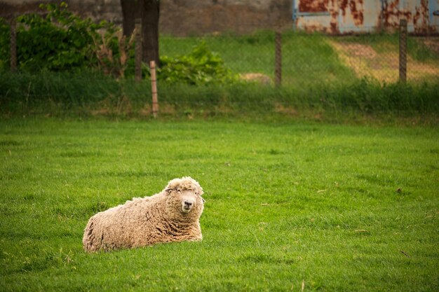 Foto pecore sedute sul campo