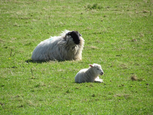 Photo sheep sitting on field