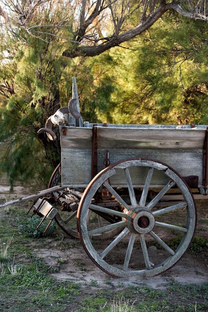 Sheep skull on far west wagon