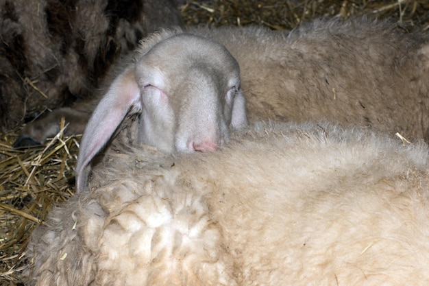 Sheep sleeping on another sheep