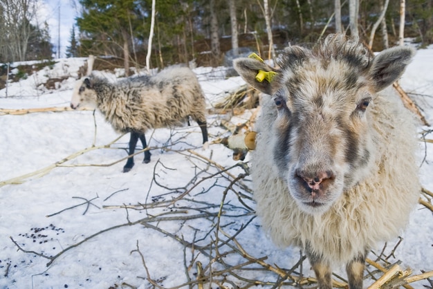 sheep in the snow