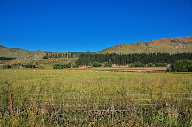 Sheep on South island, New Zealand