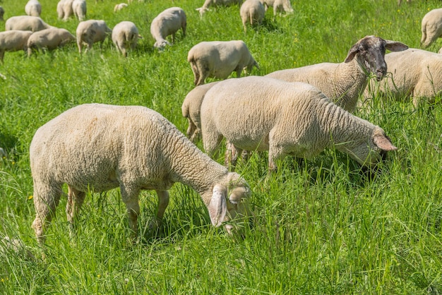 Photo sheep at spring time