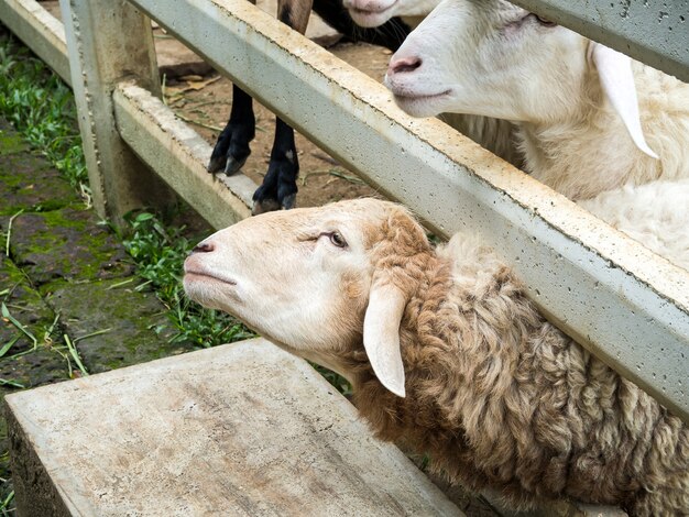 Sheep in stable putting their heads out of the fence.