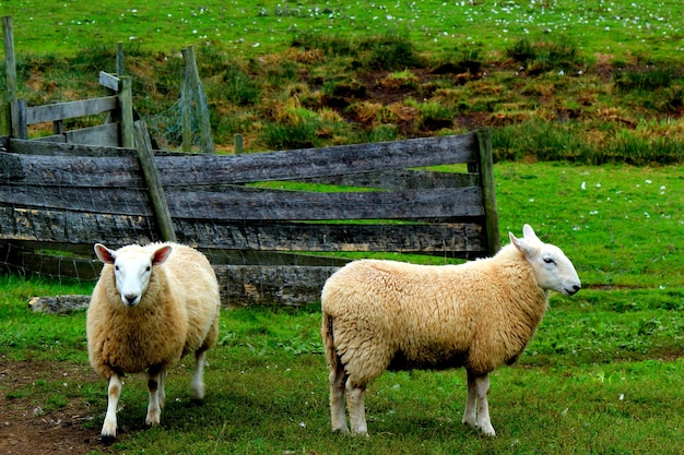 Foto pecore in piedi vicino alla recinzione su un campo erboso