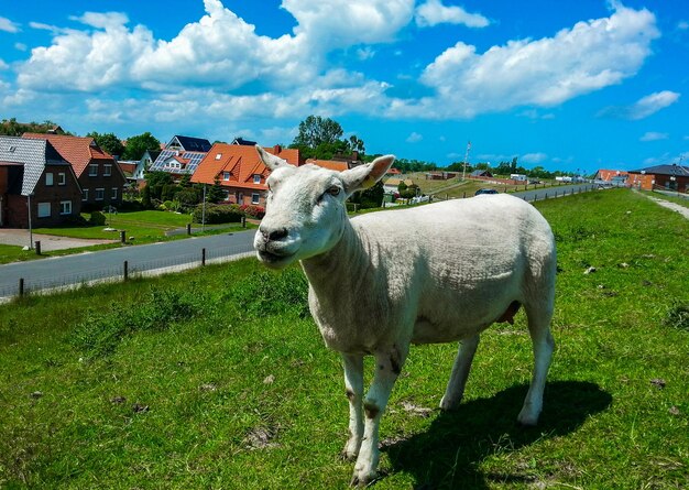 Sheep standing on field against sky