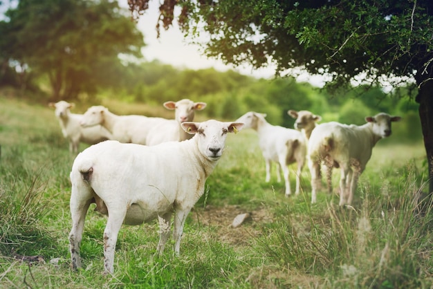 sheep standing on field