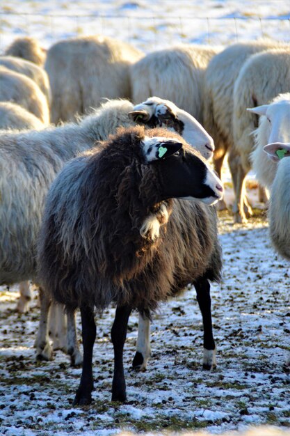 Photo sheep standing in a field