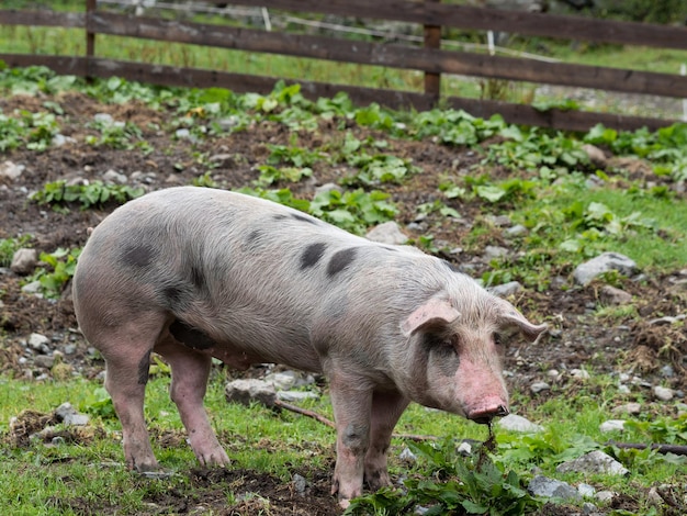 Foto pecore in piedi in un campo