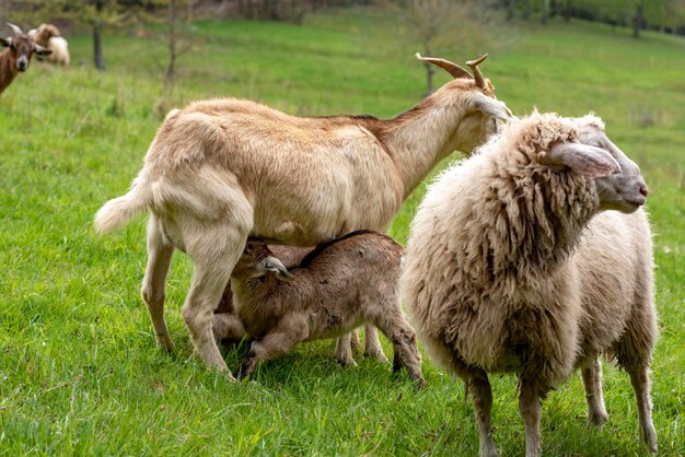 Sheep standing in a field