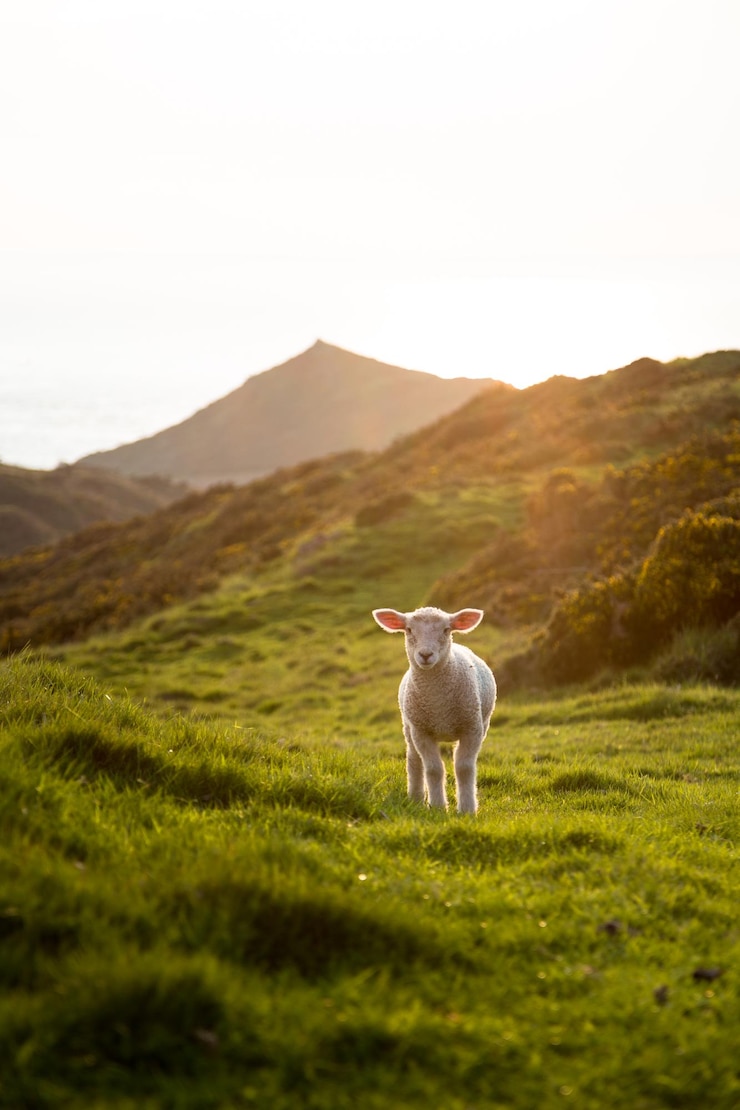 Photo sheep standing in a field