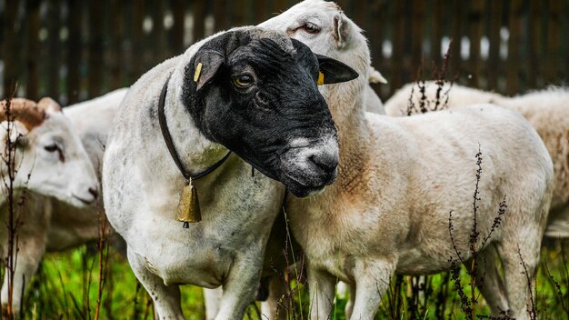 Foto pecore in piedi in un campo