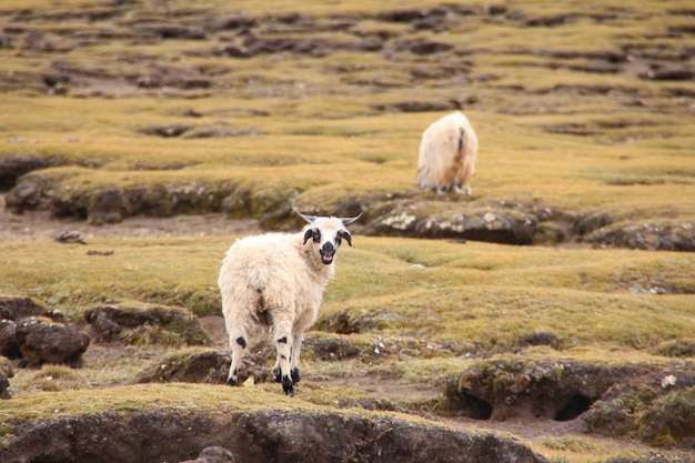 Foto pecore in piedi sul campo