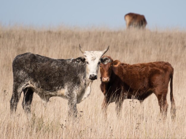 Foto pecore in piedi in un campo