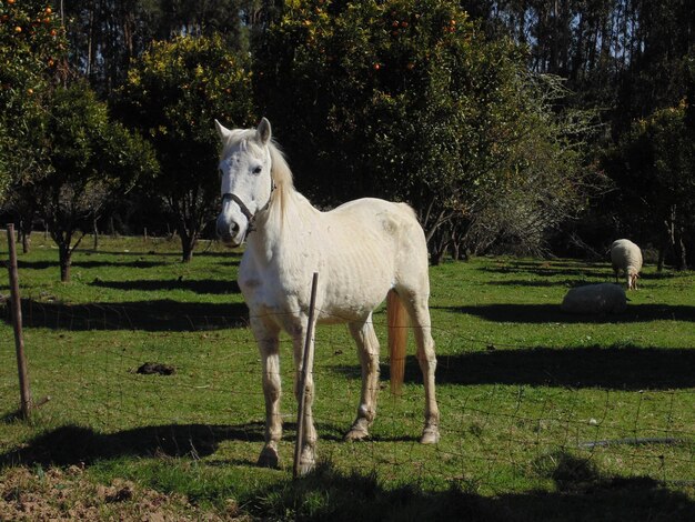 Foto pecore in piedi in un campo