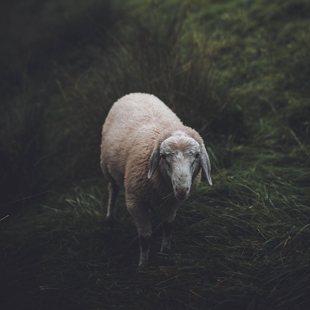 Photo sheep standing on field