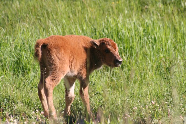 Sheep standing in a field