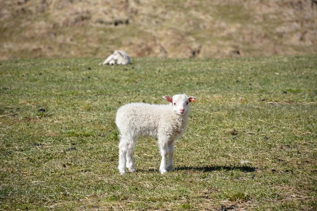 Foto pecore in piedi in un campo