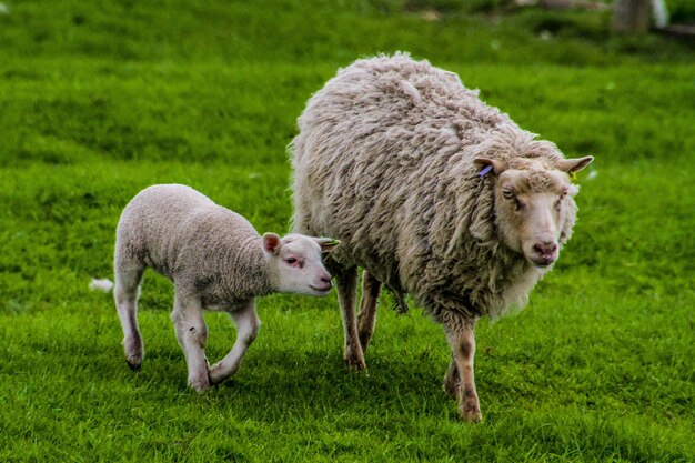 Sheep standing in a field