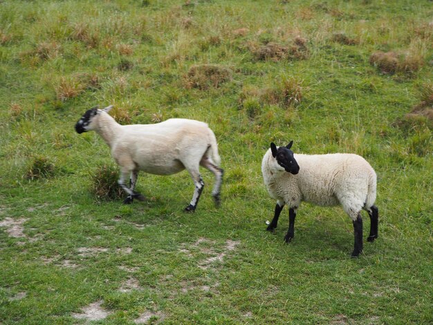 Sheep standing in a field