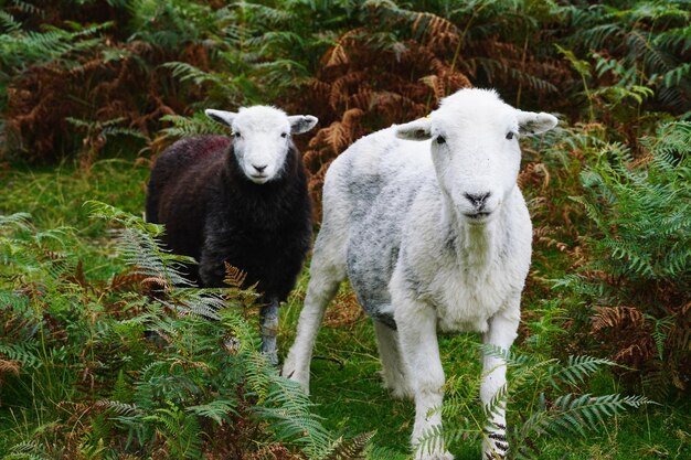 Sheep standing in a field