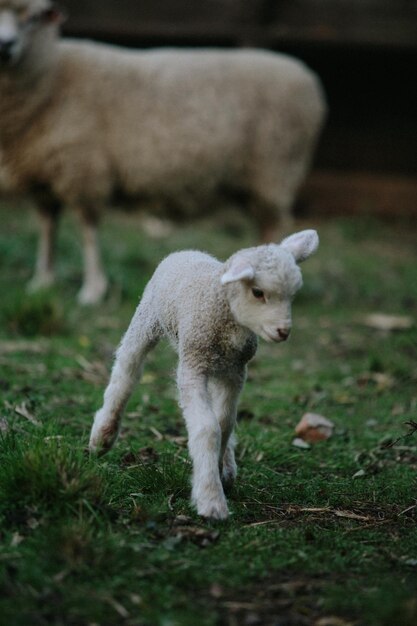 Photo sheep standing in a field