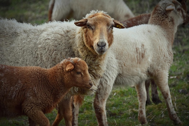 Photo sheep standing in a field