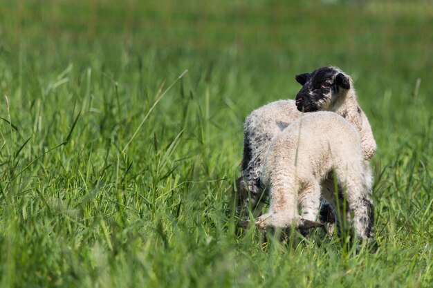 Foto pecore in piedi in un campo