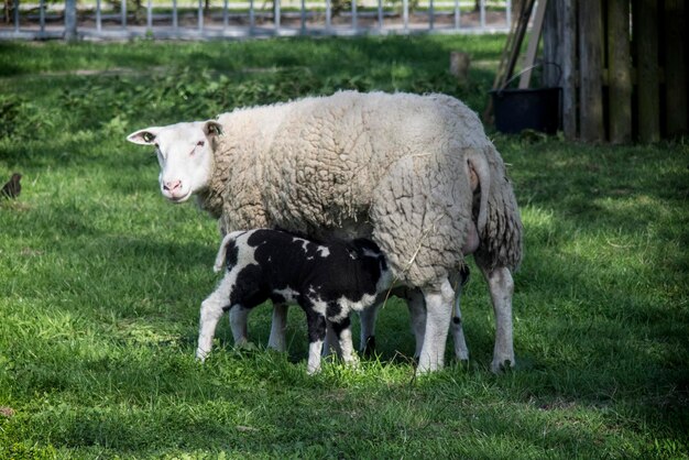 Photo sheep standing in a field