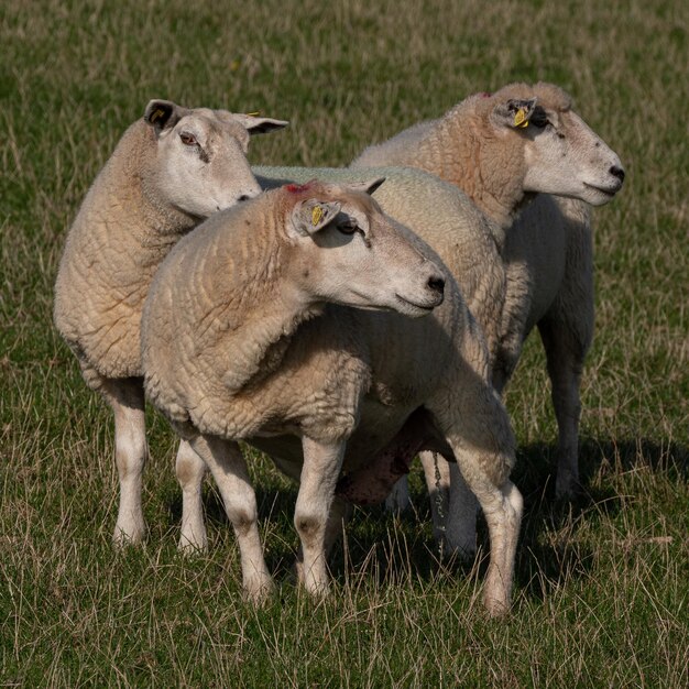 Photo sheep standing in grass