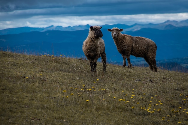 Foto pecore in piedi sull'erba