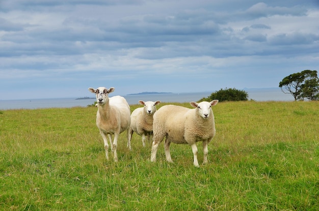 Photo sheep standing on grassy field against cloudy sky during sunny day