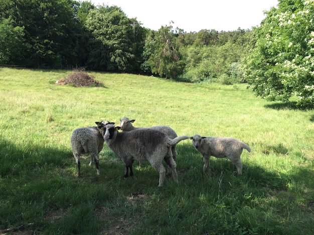 Foto pecore in piedi su un campo erboso